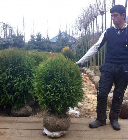 ต้นอ่อนของ Thuja Globoza