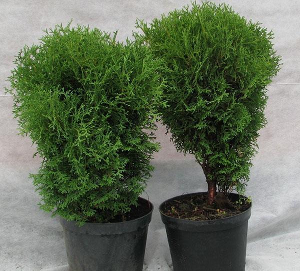 stromky thuja Hozeri