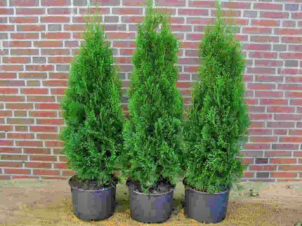 ต้นอ่อนของ Thuja Columna