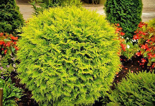 Thuja Golden Glob ทรงกลม