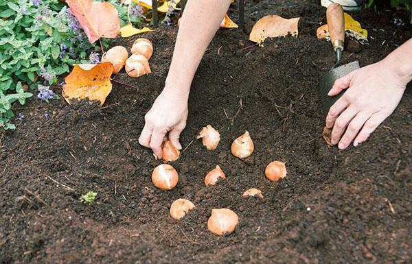 vi overholder vilkårene for å plante tulipaner