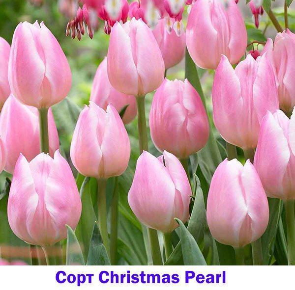 Różowy tulipan Christmas Pearl