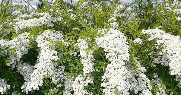 spirea ที่กระท่อมฤดูร้อนของพวกเขา