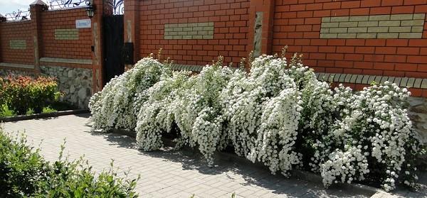 spirea na webu