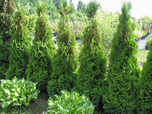 Thuja Holmstrup จะตกแต่งสวน