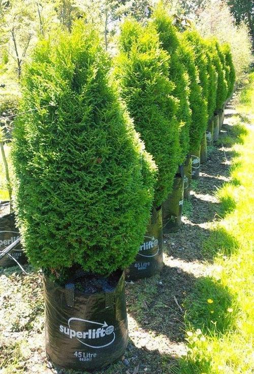 Thuja Holmstrup ในสวน