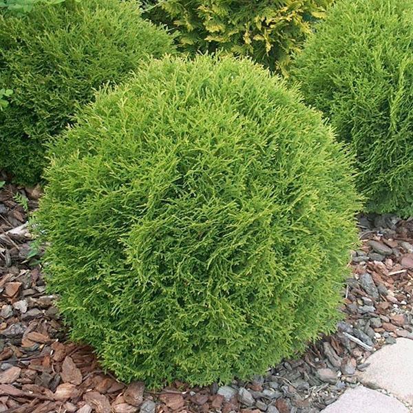 thuja Hoseri v krajinářském designu