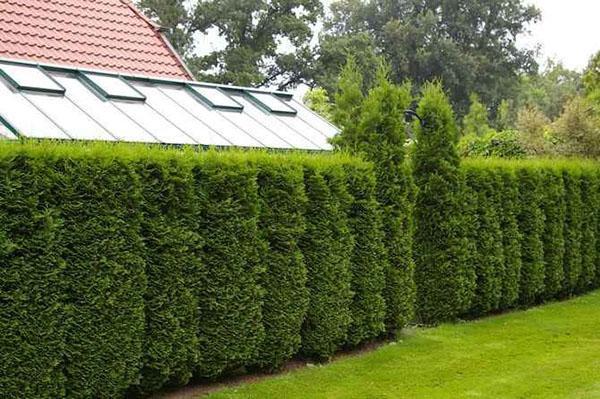 Thuja columna เป็นรั้ว