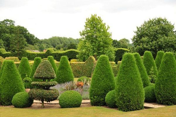 thuja columna v parku