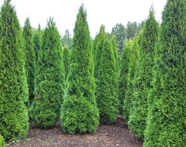 thuja pyramidální