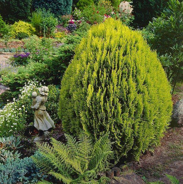 thuja orientalis v zahradě