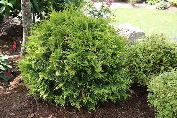 Thuja woodwardi ในสวน