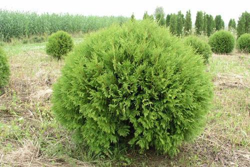 Thuja Western Globoza