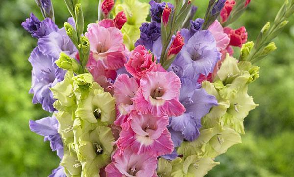 fantastisk gladioli