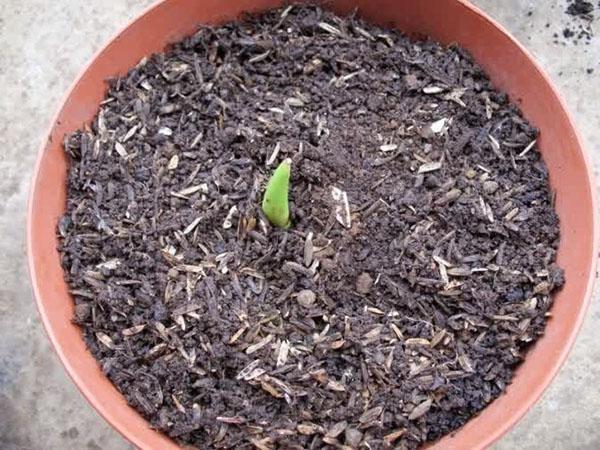 vårplanting av tulipaner