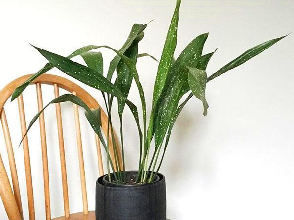 เติบโต aspidistra ที่บ้าน