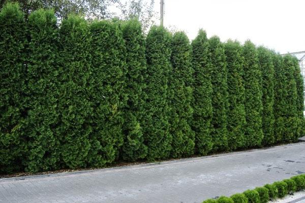 กำแพงสูงของ Thuja Columna