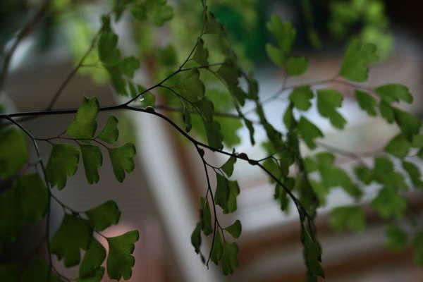 โล่บน Maidenhair