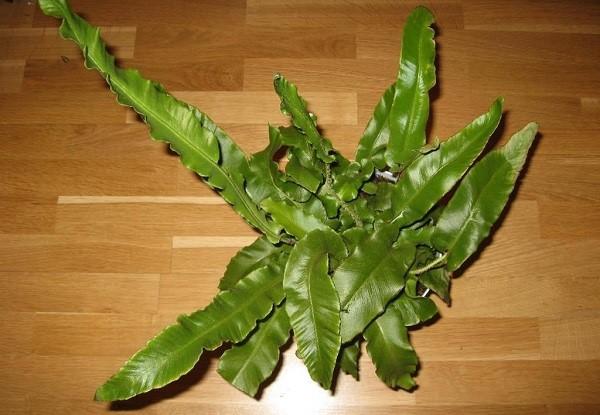 stonoga asplenium