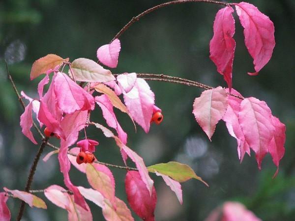 bradavičnatý euonymus