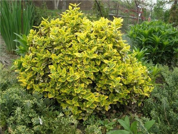 สวน euonymus