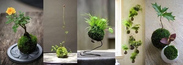 บอนไซ kokedama