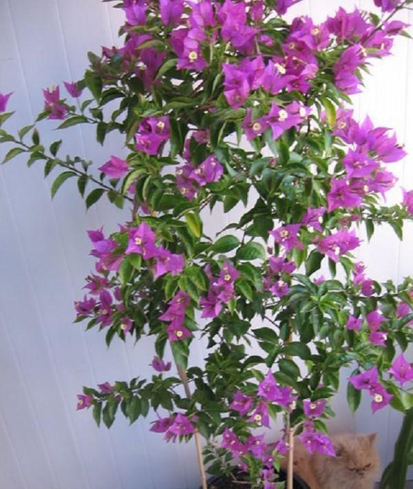 Bougainvillea nago