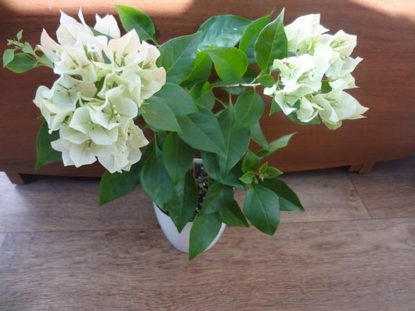 bougainvillea hjemme