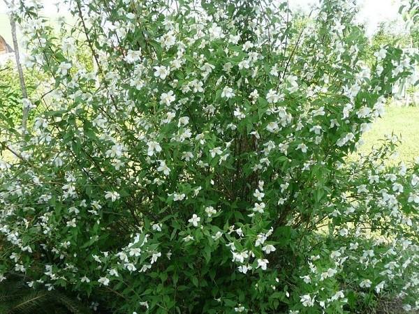 jordbær mock-orange