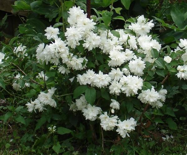 Terry chubushnik blomstrer