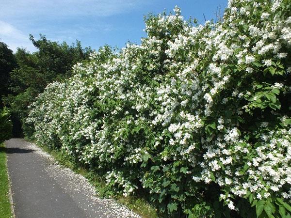 hekk busk blomstrer