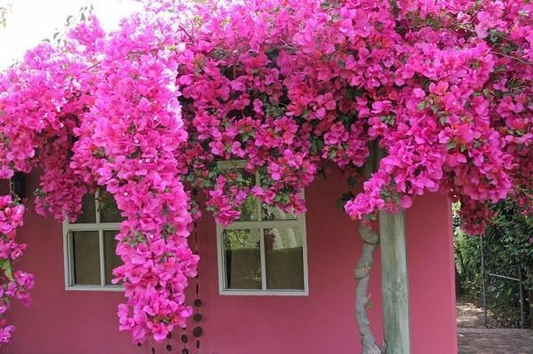 hage bougainvillea blomstrer