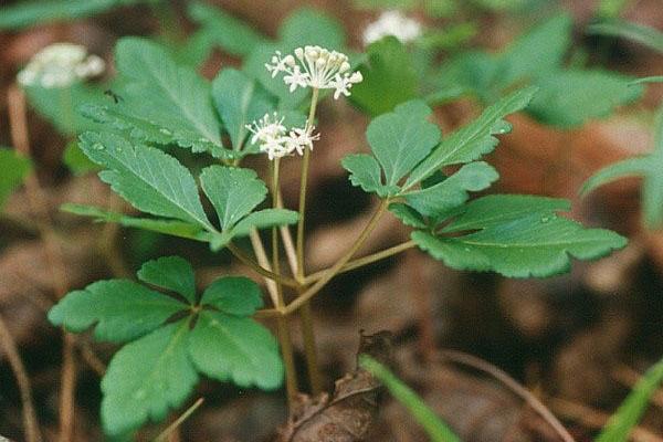 ginseng blomstrer