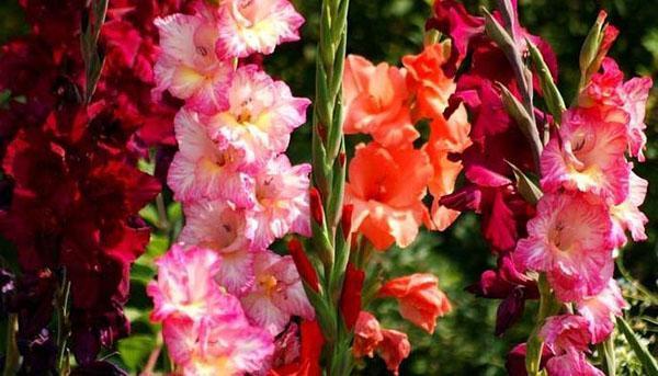 blomstrende gladioler i Sibir