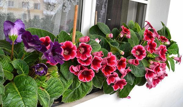 gloxinia kvetou na parapetu