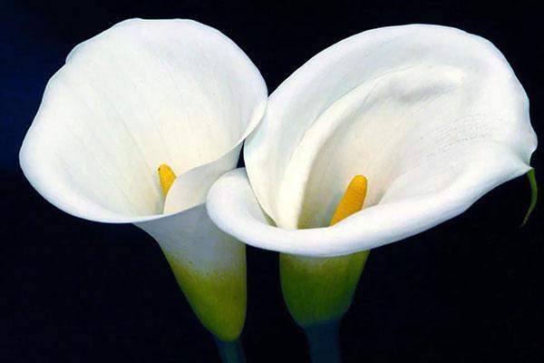 calla blomster