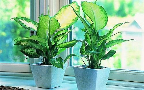 dieffenbachia w oknie