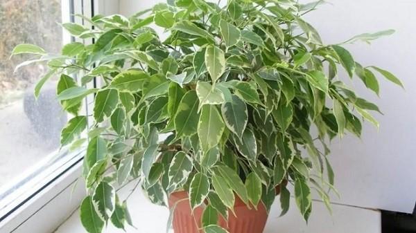 ficus perwersyjny