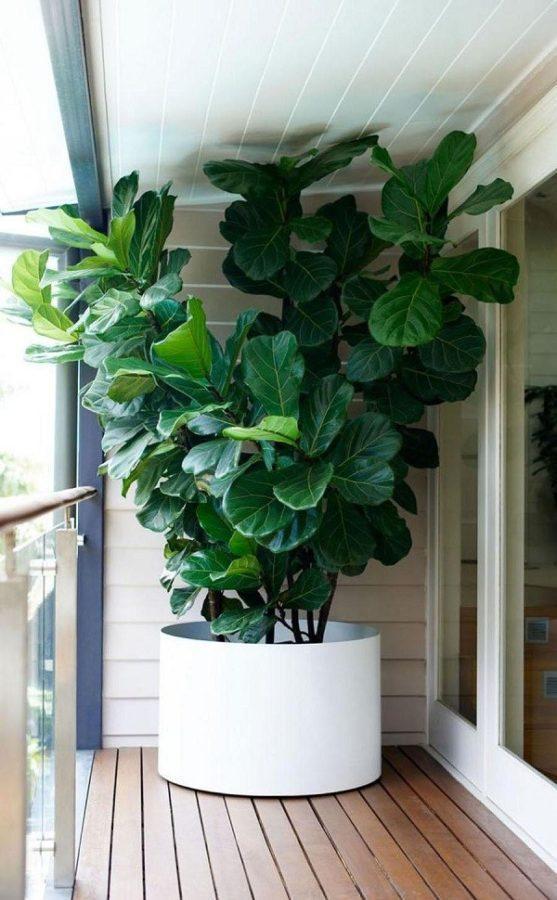 lira ficus