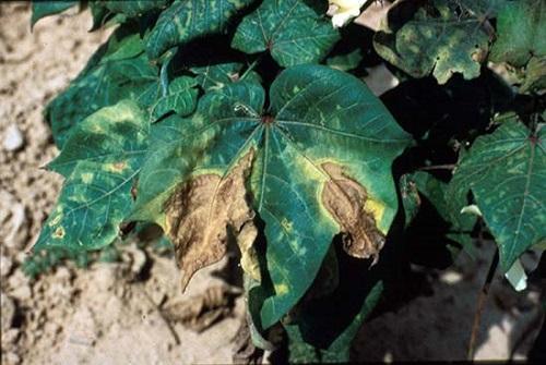 więdnięcie fusarium