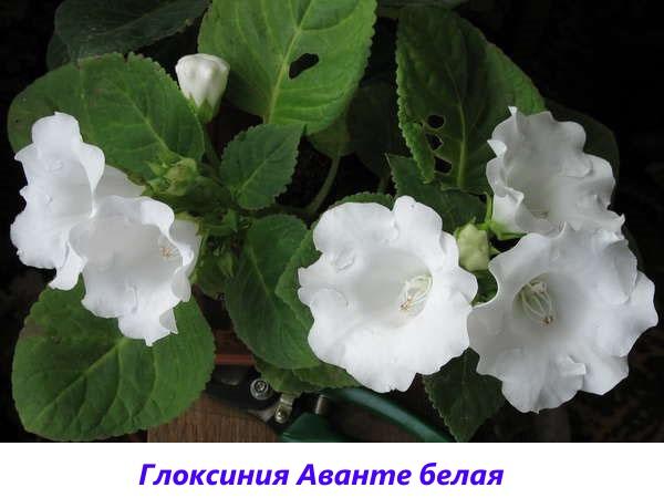 Gloxinia Avante bílá