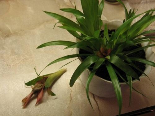 Guzmania bleknet