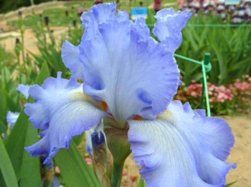 iris cloud balet