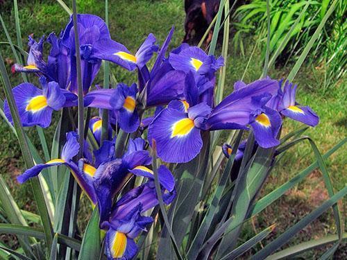 iris i blomsterbedet