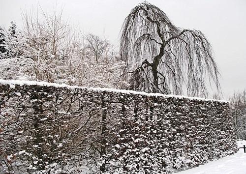 żywopłot na Syberii