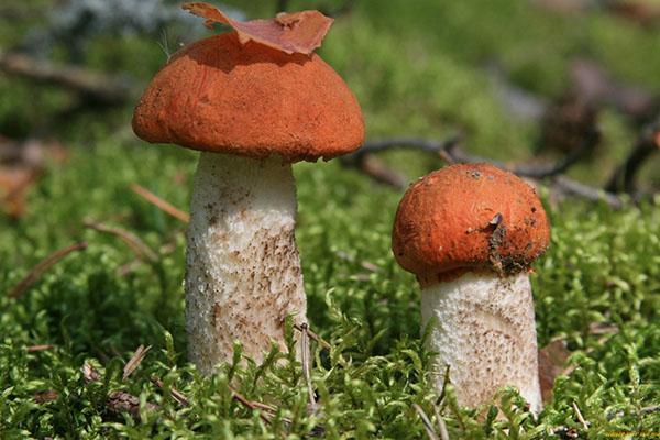 boletus