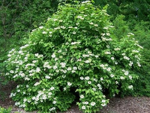 Viburnum Sargent