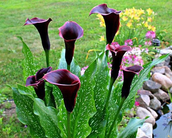 calla liljer