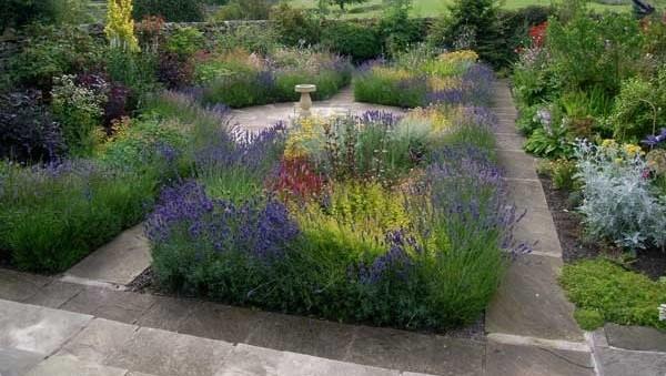 blomsterbed med medisinske planter