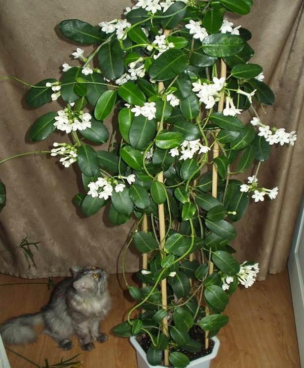 madagaskar jasmin